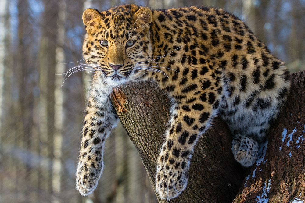 Amur leopard