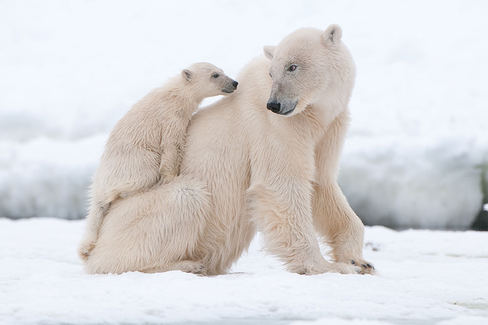 Polar bears