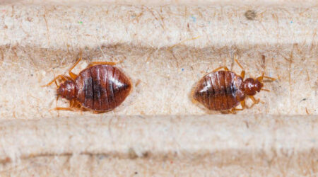 Top 3 bed bug sprays you can consider